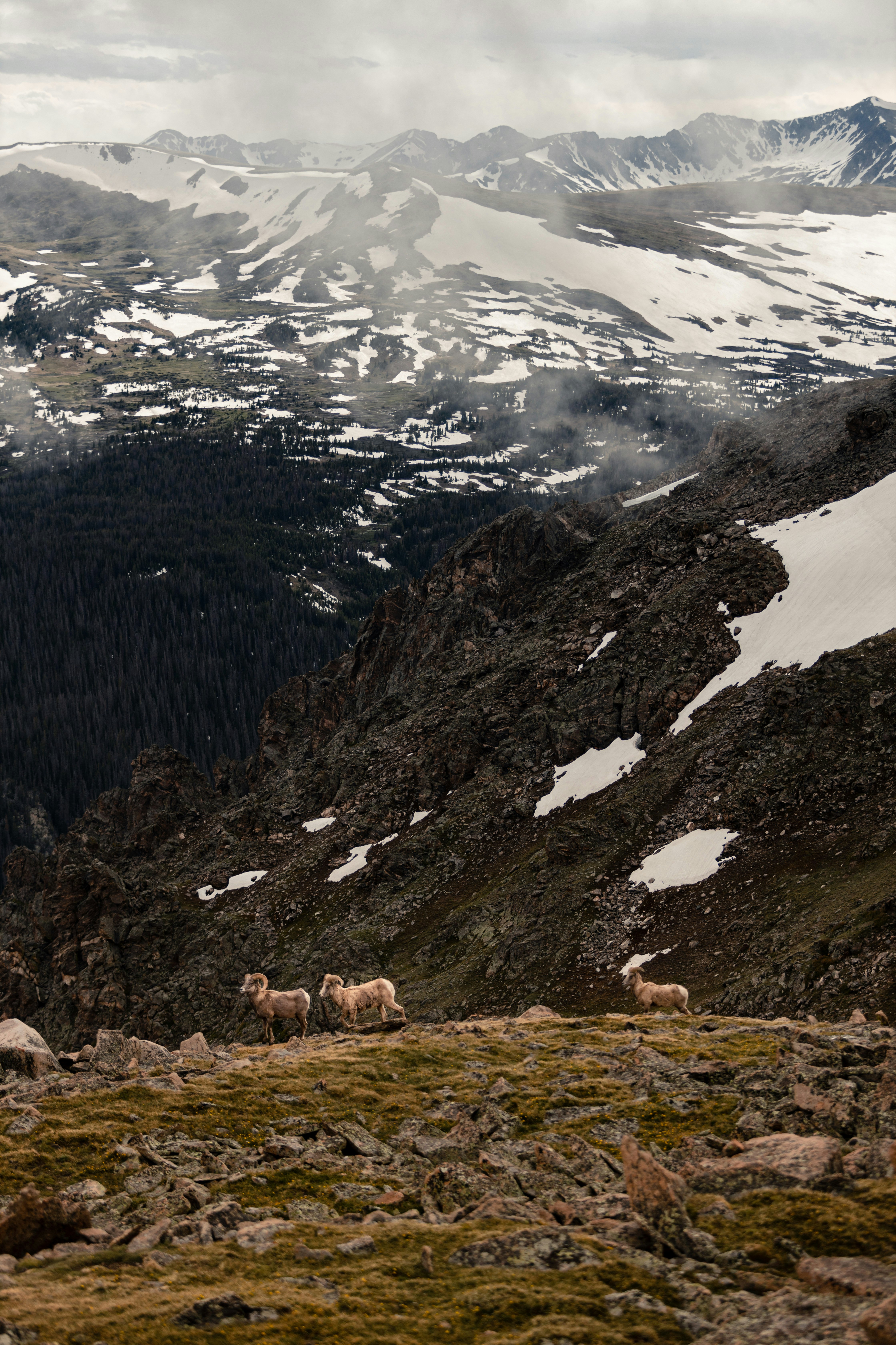 white and brown sheep on green grass field near snow covered mountain during daytime